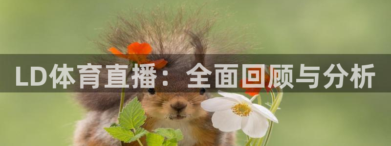 LD体育直播：全面回顾与分析